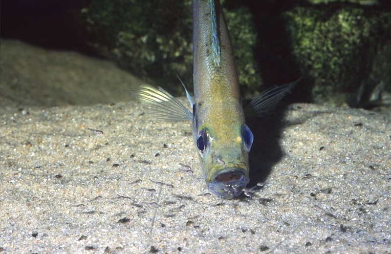 Haplotaxodon microlepis